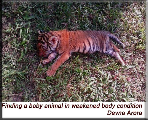 Devna Arora - Baby animal found in weakened body condition